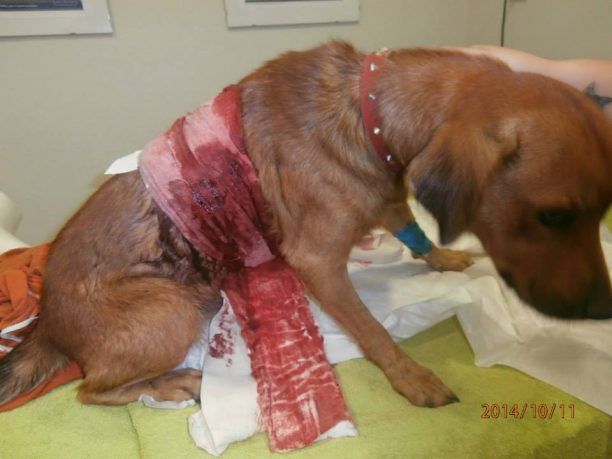 Ασπρόπυργος: Βρήκε τον σκύλο χτυπημένο να αιμορραγεί